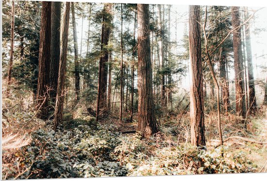 WallClassics - Panneau en mousse PVC - Vieux Arbres dans la forêt - Photo 120x80 cm sur panneau en mousse PVC (avec système d'accrochage)