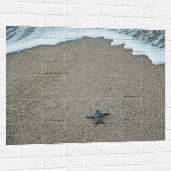 WallClassics - Muursticker - Kleine Baby Schildpad op het Strand - 100x75 cm Foto op Muursticker
