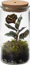 vdvelde.com - Ecosysteem plant met lamp - Ecoworld Tropical Weck Glas met Lamp + 1 Terrarium plant Gekleurde kamerplant - Ø 10,5 cm - Hoogte 21 cm