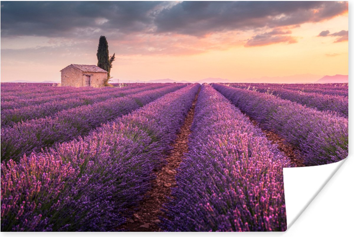 Poster Lavendel - Bloemen - Paars - Veld - 90x60 cm