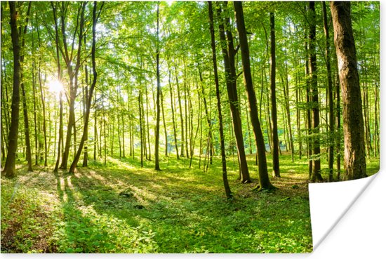 Poster Natuur - Bomen - Bos - Groen - Zonlicht - 180x120 cm XXL
