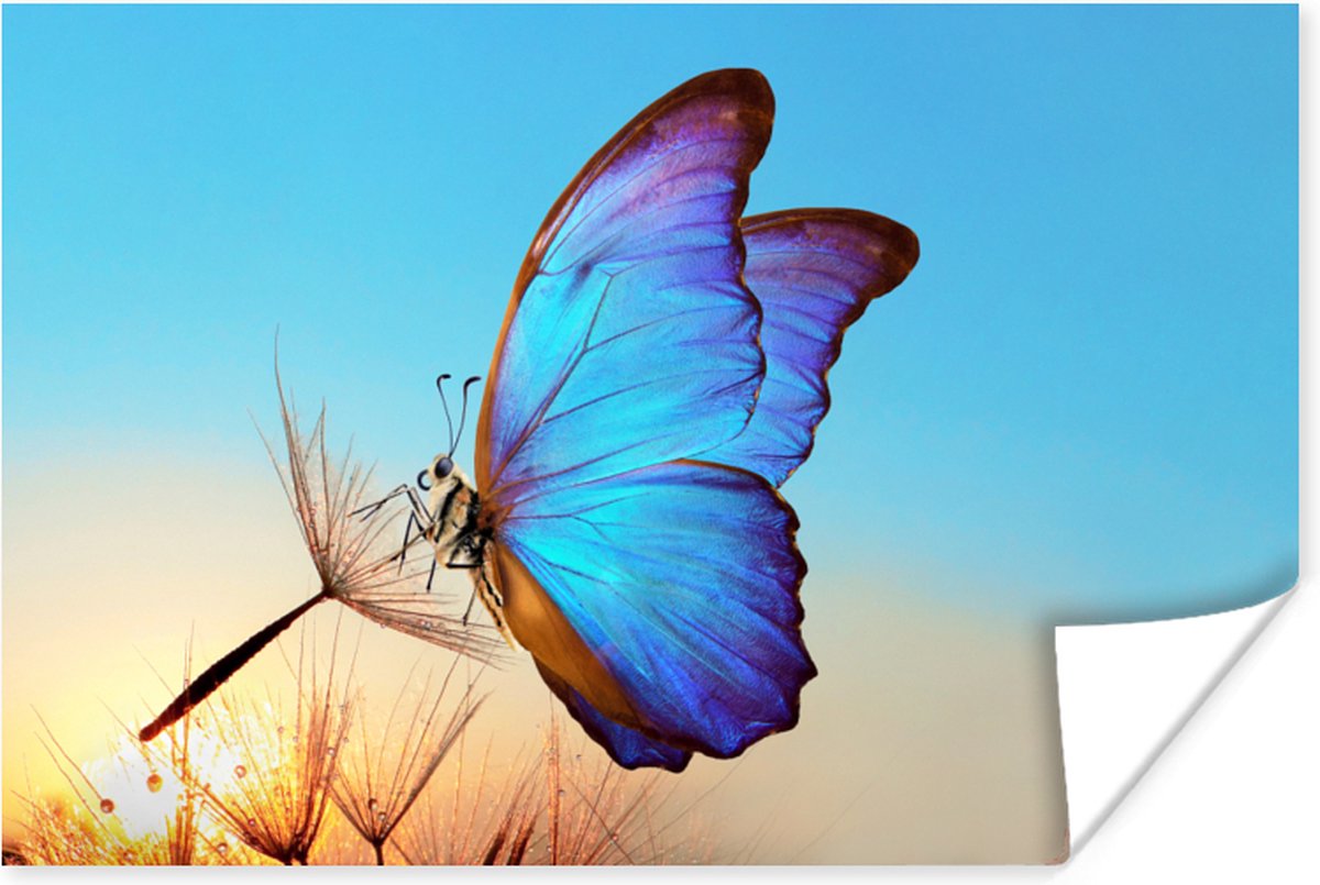 Poster Vlinder - Paardebloem - Blauw - 60x40 cm