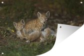 Tuinposters buiten Europese lynxen in het bos - 90x60 cm - Tuindoek - Buitenposter