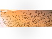 WallClassics - PVC Schuimplaat - Heel veel Vogels in de Lucht met Zonsondergang - 90x30 cm Foto op PVC Schuimplaat (Met Ophangsysteem)