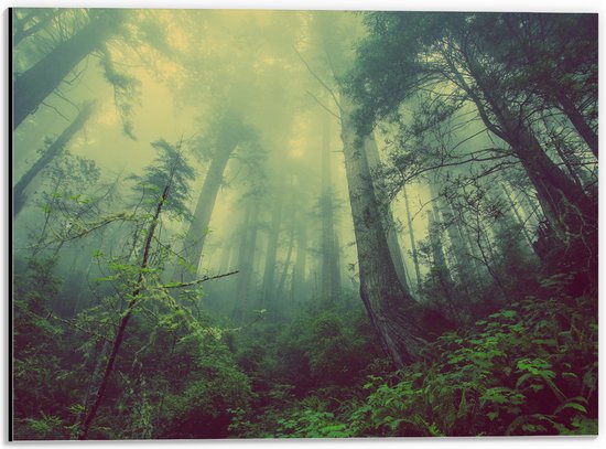 WallClassics - Dibond - Mist tussen de Bomen - 40x30 cm Foto op Aluminium (Met Ophangsysteem)