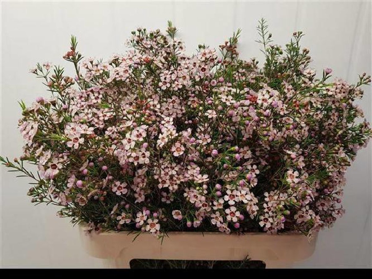20x Sg ruscus it 70cm