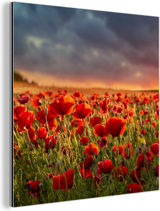 Een aluminium schilderij met klaprozen in een veld bij zonsondergang, schuin gezien.