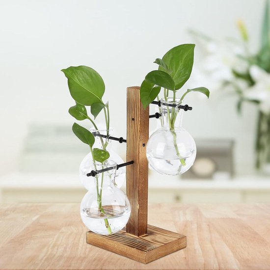 Plantenterrarium