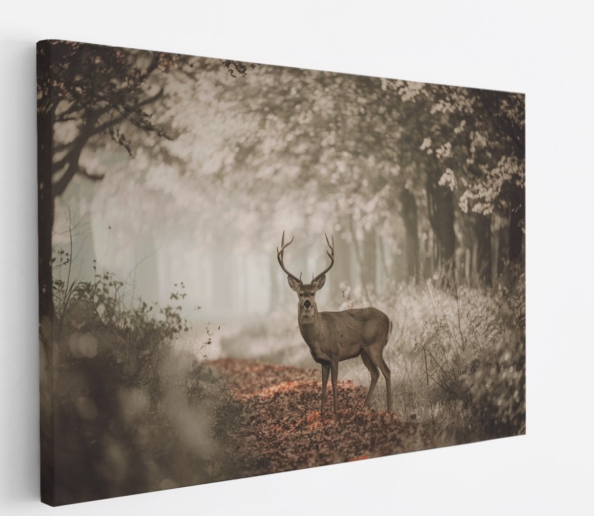 Saammp Canvas Schilderij - Hert in bos tijdens de lente - Natuur - Dieren - 50x40 - Foto op canvas - Wanddecoratie - Muurdecoratie Woonkamer - Slaapkamer decoratie - Canvas Print Multicolor