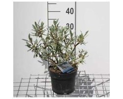 Salix helvetica - Zwitserse Bolwilg, Zwitserse Dwergwilg 25- 30 cm in pot