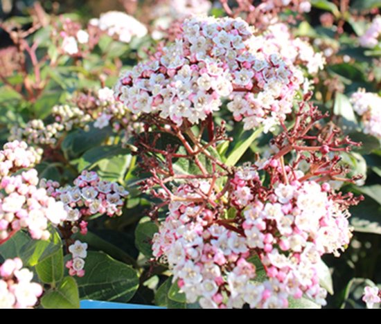 Des grappes de petites fleurs blanches et roses avec des tiges brunes sur un fond vert foncé.