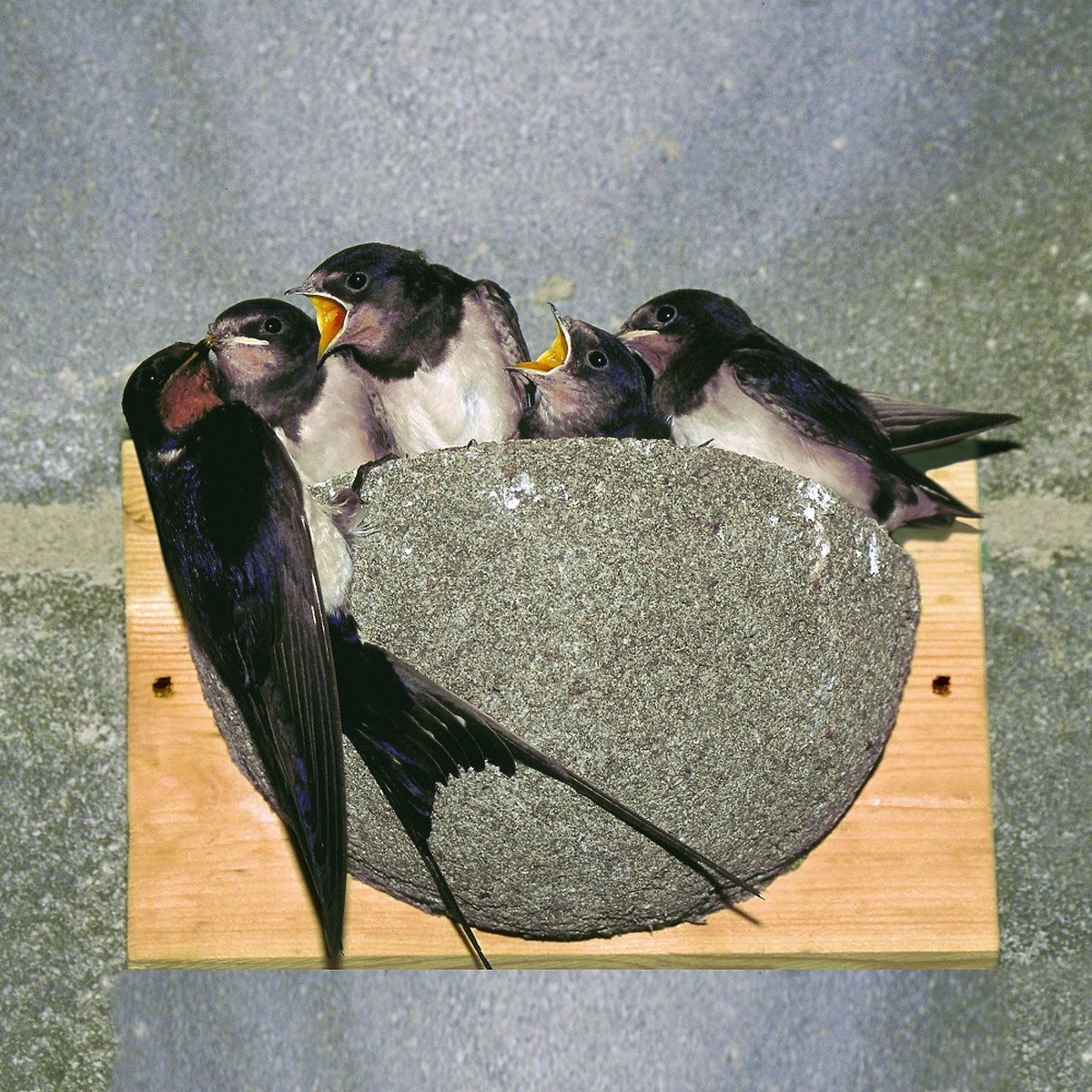 CJ Wildlife Boerenzwaluw - Nestkasten - 20x10,5x12 cm