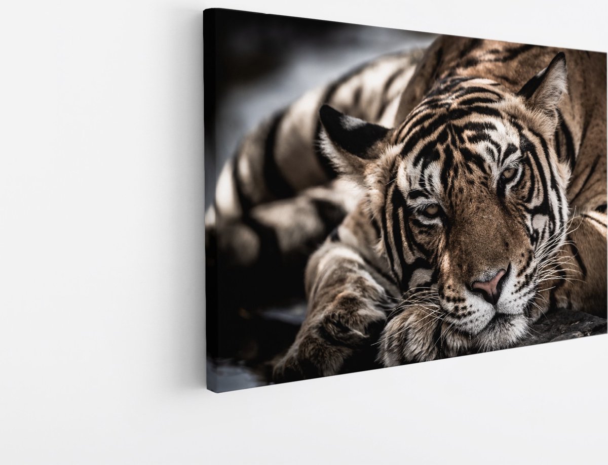 Saammp Canvas Schilderij - Slapende Tijger - Natuur - Dieren - 90x60 - Foto op canvas - Wanddecoratie - Muurdecoratie Woonkamer - Slaapkamer decoratie - Canvas Print Multicolor