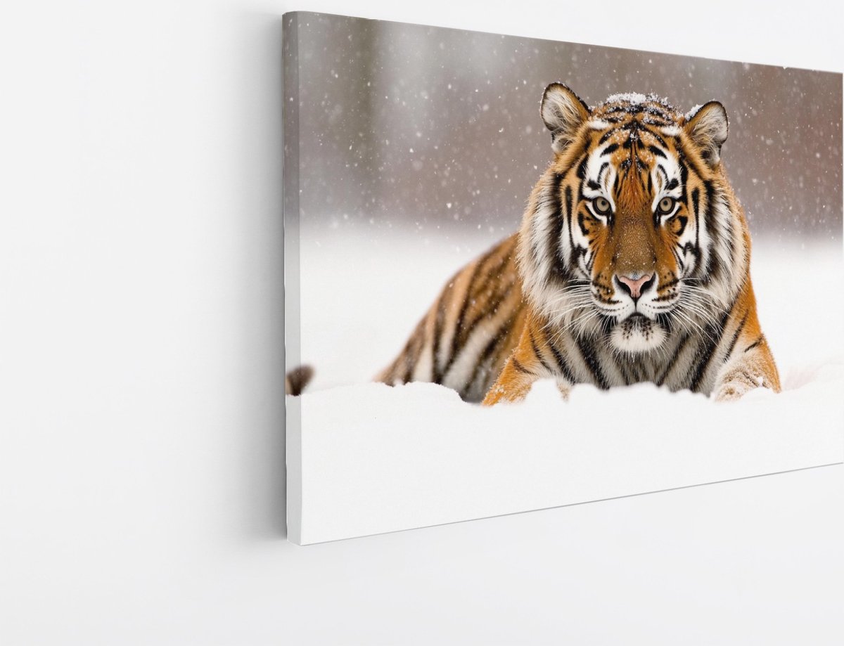 Saammp Canvas Schilderij - Jonge Tijger in de sneeuw - Natuur - Dieren - 70x50 - Foto op canvas - Wanddecoratie - muurdecoratie Woonkamer - Slaapkamer decoratie - Canvas Print Multicolor