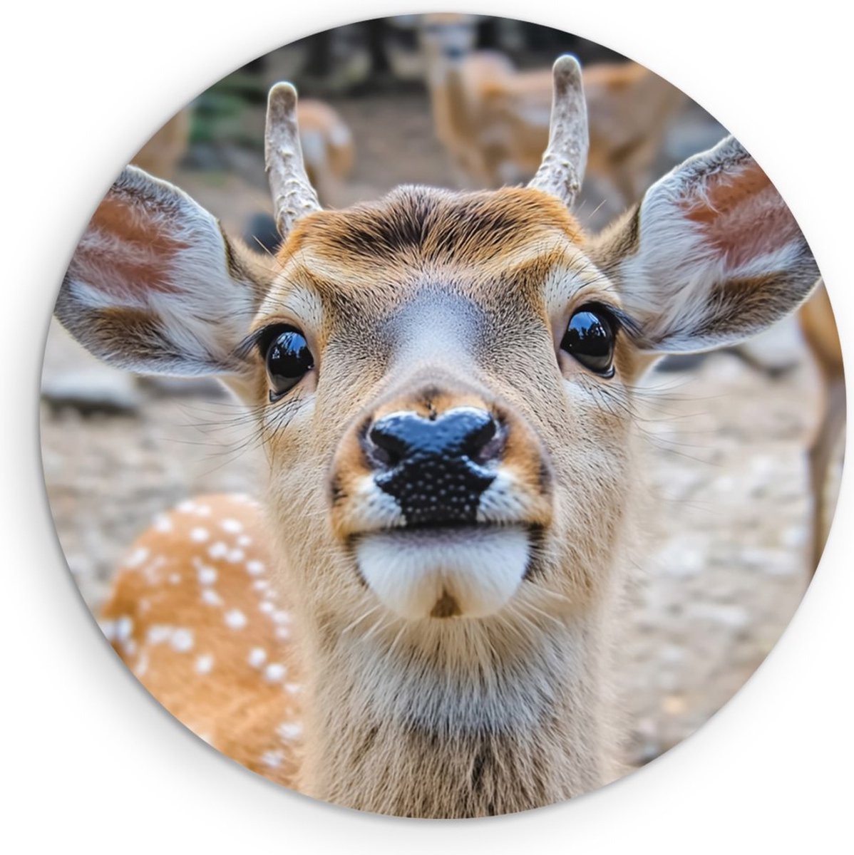 Saammp Forex Muurcirkel - jong hert met andere herten - Natuur - Dieren - Ø 40 - Wandcirkel - Wanddecoratie Cirkel - Muurdecoratie Woonkamer - Slaapkamer decoratie - Rond Schilderij