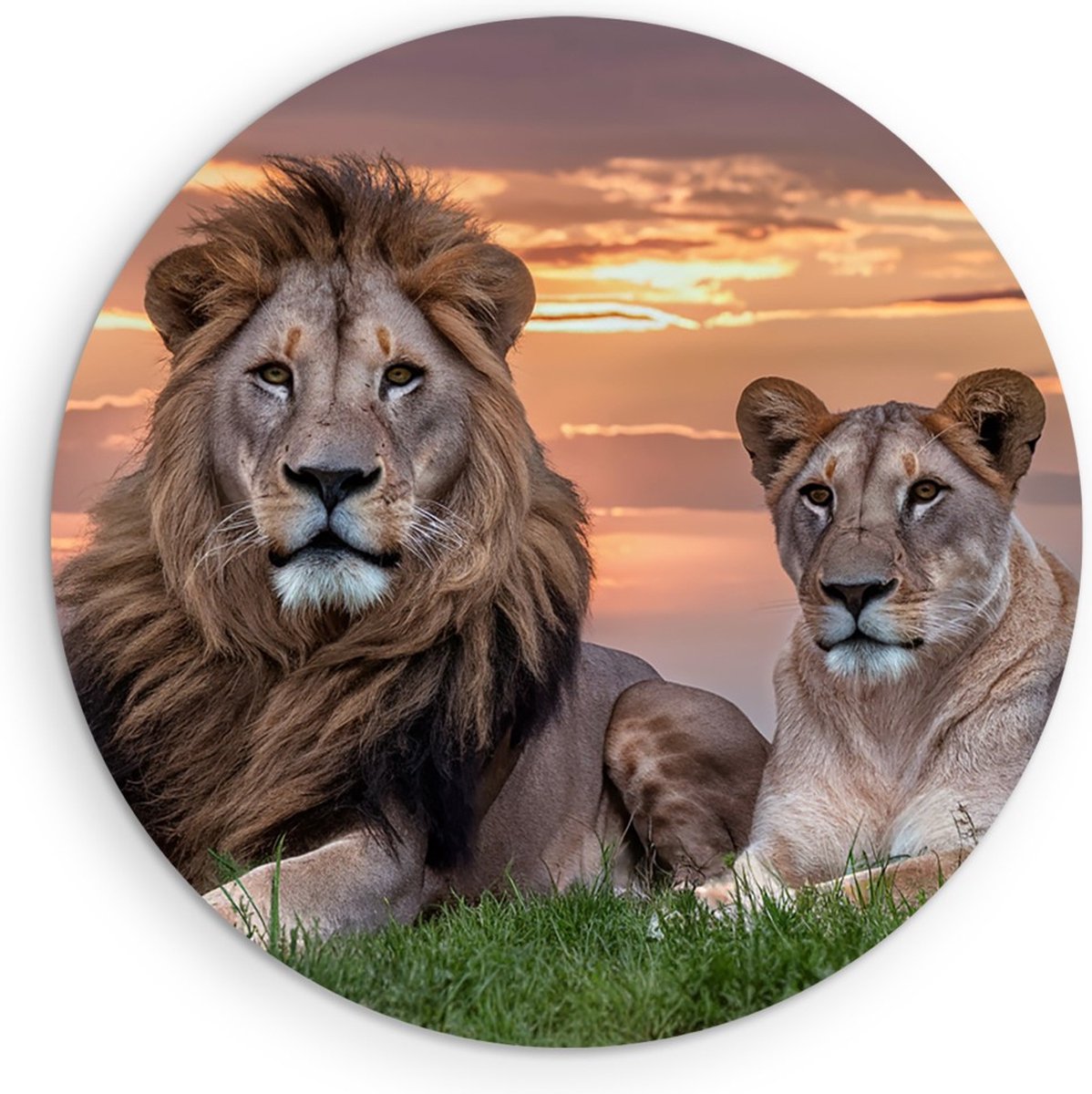 Saammp Forex Muurcirkel - Leeuwenkoppel met afrikaanse zonsondergang - Dieren - Natuur - Ø 90 - Wandcirkel - Wanddecoratie Cirkel - Muurdecoratie Woonkamer - Slaapkamer decoratie - Rond Schilderij