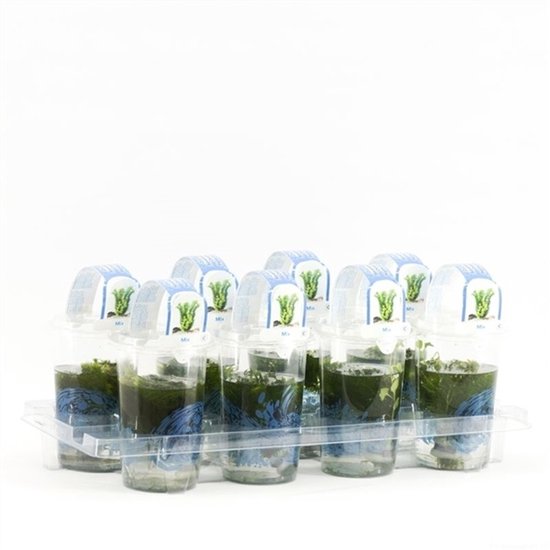 Moerings Zuurstofplanten mix | In Beker Medium