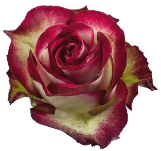 25x Rosa absurda 50cm | bol
