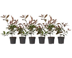 Plant in a Box - Photinia fraseri Red Robin - Set van 6 - Helderrode bladeren - Wintergroene heester - Pot 17cm - Hoogte 30-40cm
