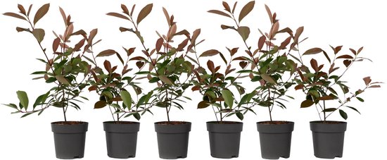 Plant in a Box - Photinia fraseri Red Robin - Set de 6 - Feuillage rouge vif - Arbuste persistant - Pot 17cm - Hauteur 30-40cm