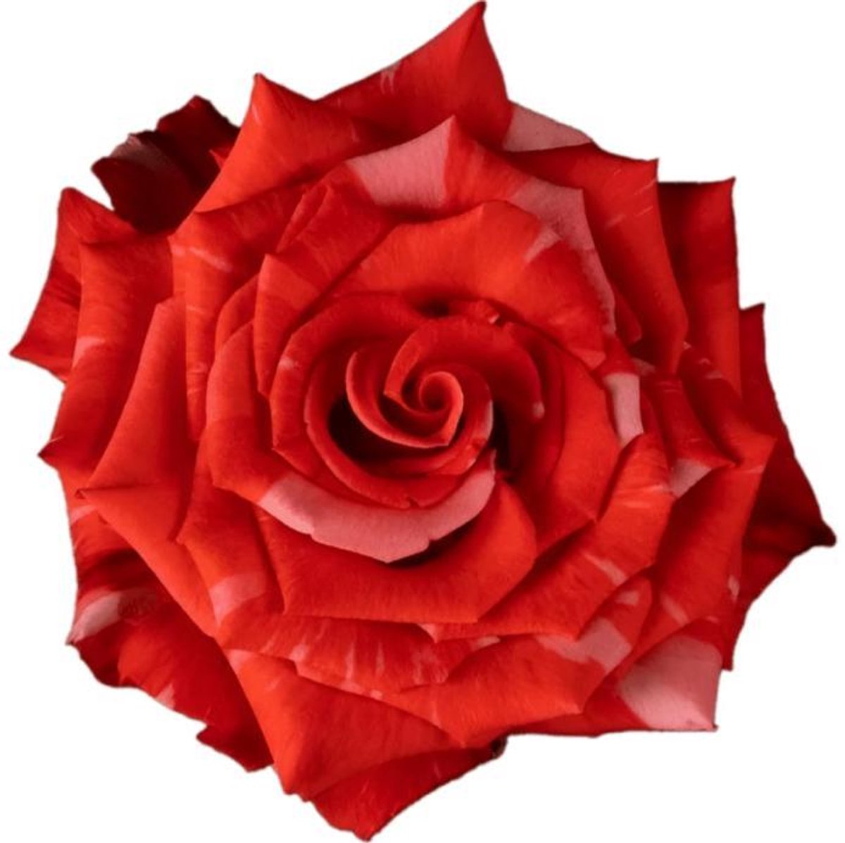 25x Rosa wild cat 60cm