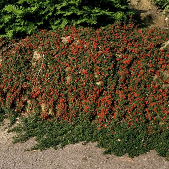 Les plantes de Frank | 60 Plantes de néflier nain | Cotoneaster praecox 'Streib's Findling' | Plantes couvre-sol rustiques | plantes de jardin | Plantes vivaces rustiques vivaces | Plantes de jardin résistantes à l'hiver