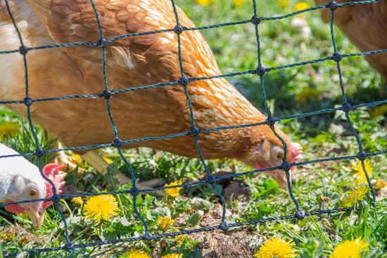 Horizont StrongLine Kippenhek – 25 Meter Lang, 110 Cm Hoog, Met 9 Glasvezelpalen, Niet-elektrisch, Mobiel En Stevig – Ideaal Voor Kippen En Klein Gevogelte