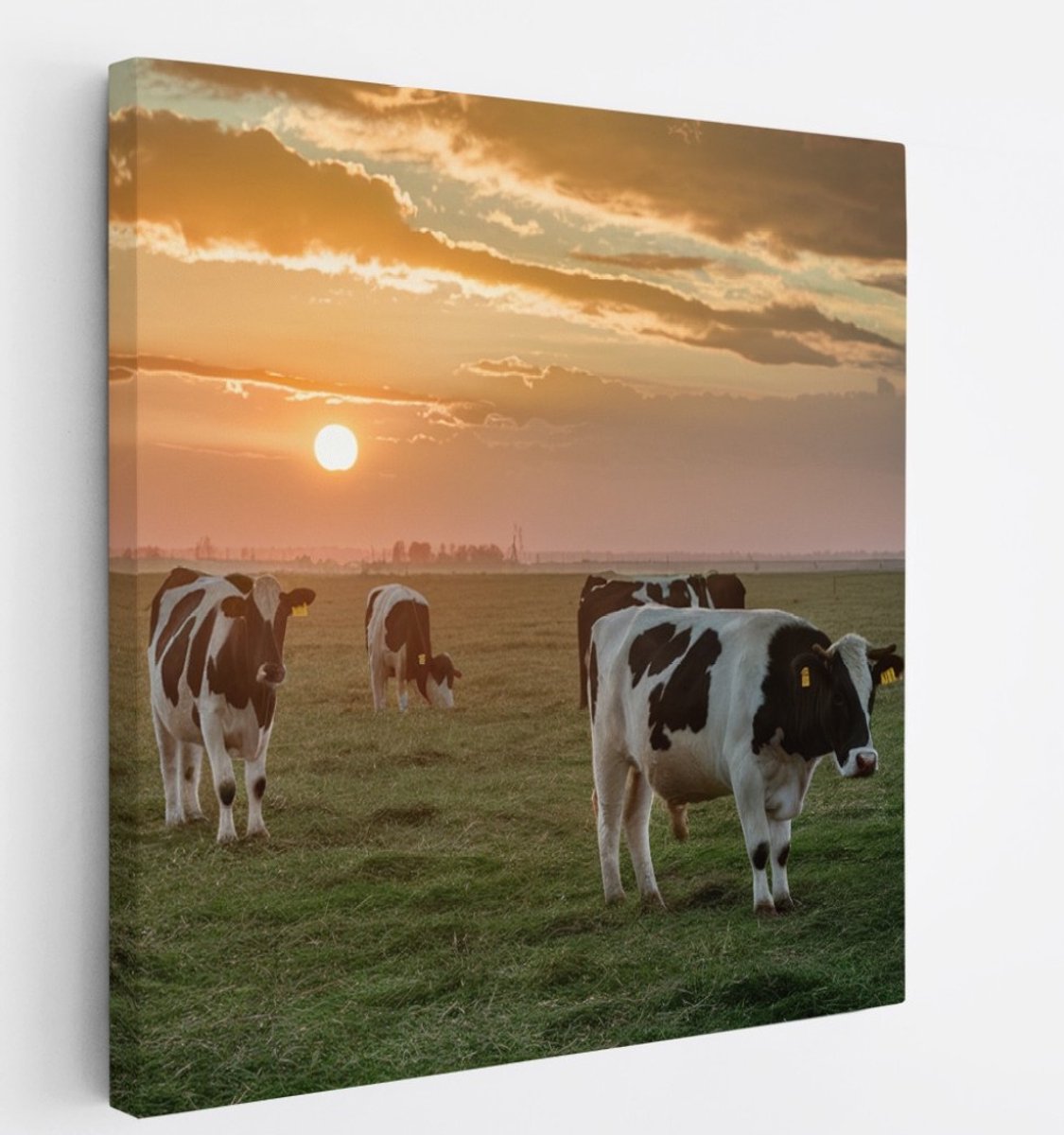 Saammp Canvas Schilderij - 4 Koeien met mooie lucht - Natuur - nederland - 40x40 - Foto op canvas - Wanddecoratie - Muurdecoratie Woonkamer - Slaapkamer decoratie - Canvas Print Multicolor