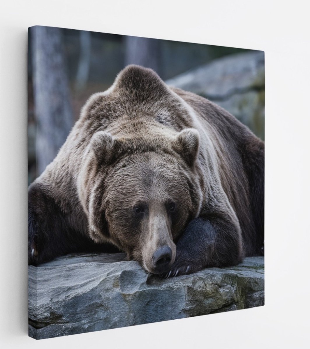 Saammp Canvas Schilderij - Slapende Bruine Beer - Natuur - Dieren - 40x40 - Foto op canvas - Wanddecoratie - Muurdecoratie Woonkamer - Slaapkamer decoratie - Canvas Print Multicolor