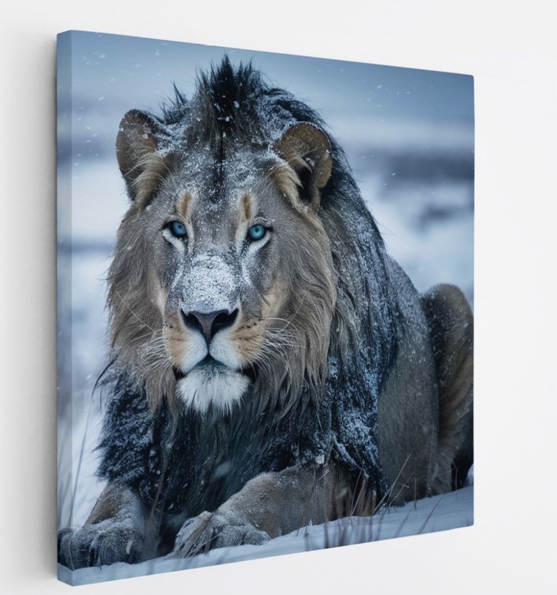 Saammp Canvas Schilderij - Leew in de sneeuw - Natuur - Dieren - 40x40 - Foto op canvas - Wanddecoratie - Muurdecoratie Woonkamer - Slaapkamer decoratie - Canvas Print Multicolor