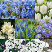 Plant in a Box - Bulb Garden Blue - 125x Bloembollen - Narcis, Scilla, Allium, Anemoon, Hyacint en Tulp - Bloembollen voor Tuin, Terras of Balkon