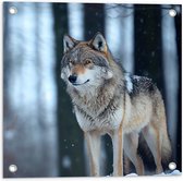 Tuinposter – Wolf staat in een bos in de winter - 50x50 cm Foto op Tuinposter (wanddecoratie voor buiten en binnen)