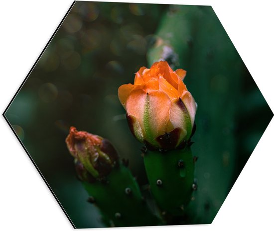 Dibond Hexagon - Oranje Nopal Bloem uit Donker Groene Cactus - 50x43.5 cm Foto op Hexagon (Met Ophangsysteem)
