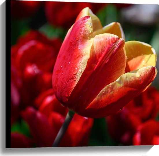 Canvas - Rood met Gele Tulp met Rode Bloemen Achtergrond - 60x60 cm Foto op Canvas Schilderij (Wanddecoratie op Canvas)