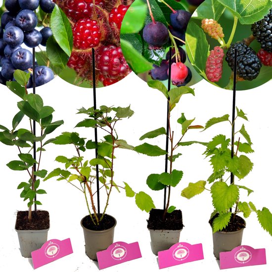 Set Van 4 Speciale bessen - Moerbei, Appelbes, Krentenboom, Wijnbes - Hoogte 25cm - 9cm pot