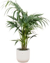 Green Bubble - Kentia palm inclusief Elho Vibes Fold Round wit Ø25 - 130 cm