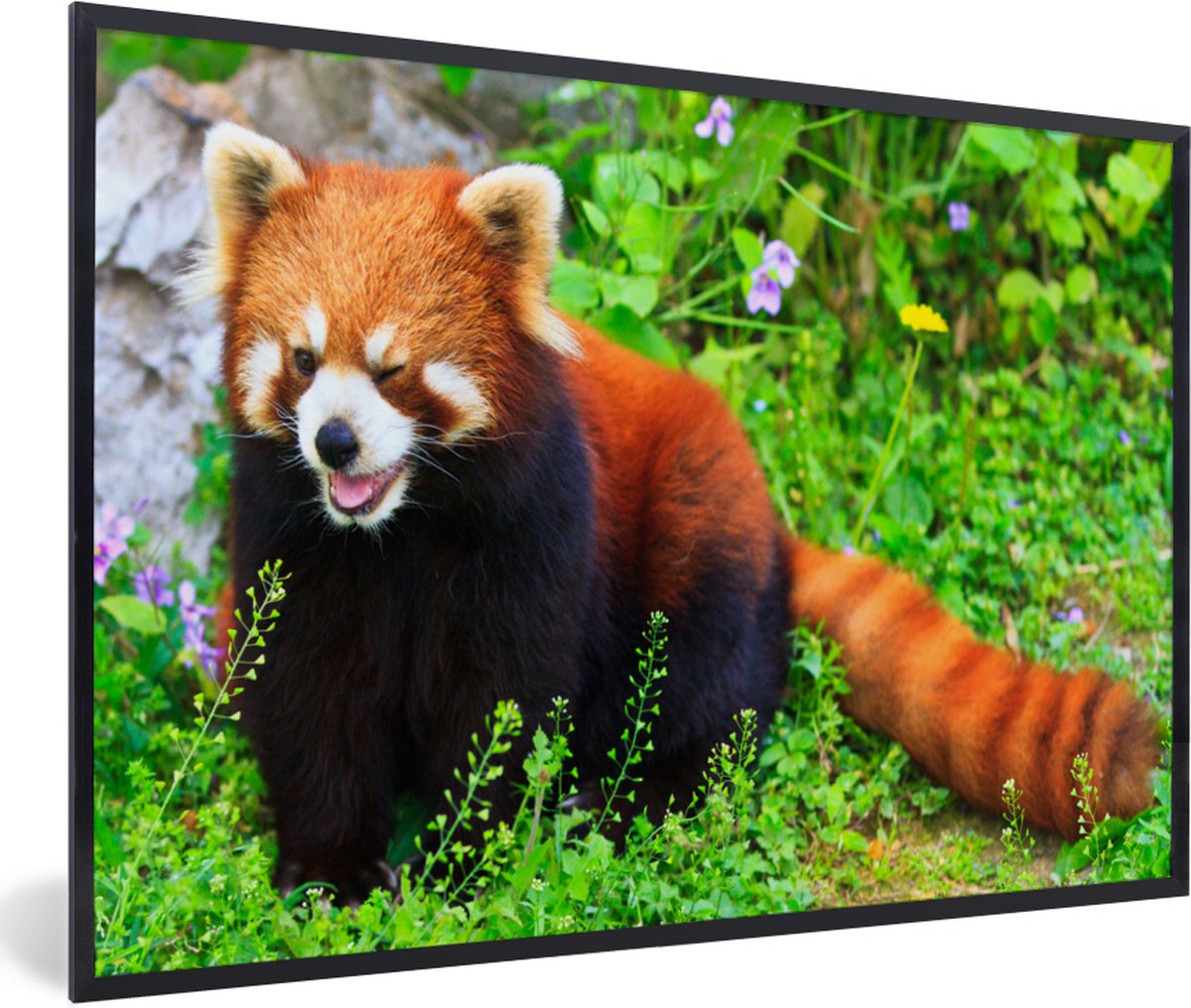 Fotolijst incl. Poster - Rode Panda - Groen - Gras - 90x60 cm - Posterlijst