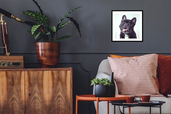 Affiche avec cadre Bouledogue Français - Zwart - Chaise - 40x40 cm