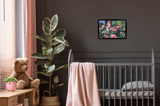 Photo en cadre - Belle rose rose en cadre photo jardin d'été noir 30x20 cm - Affiche sous cadre (Décoration murale salon / chambre)