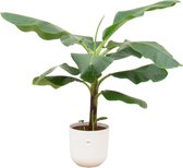 Green Bubble - Bananenplant (Musa) inclusief elho Jazz round wit Ø23 - 100 cm