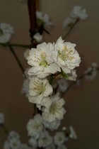 Jonge Zuilvormige Perzikboom | Prunus persica 'Terute-Shiro' | 40-60cm hoogte