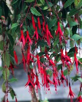 Fuchsia magellanica gracilis C2 cm