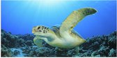 Poster Glanzend – Zwemmende Zeeschildpad bij Koraal op Zeebodem van Heldere Oceaan - 100x50 cm Foto op Posterpapier met Glanzende Afwerking