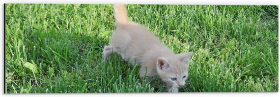 Dibond - Kitten met licht gekleurde vacht met blauwe ogen loopt door groen gras heen - 60x20 cm Foto op Aluminium (Met Ophangsysteem)