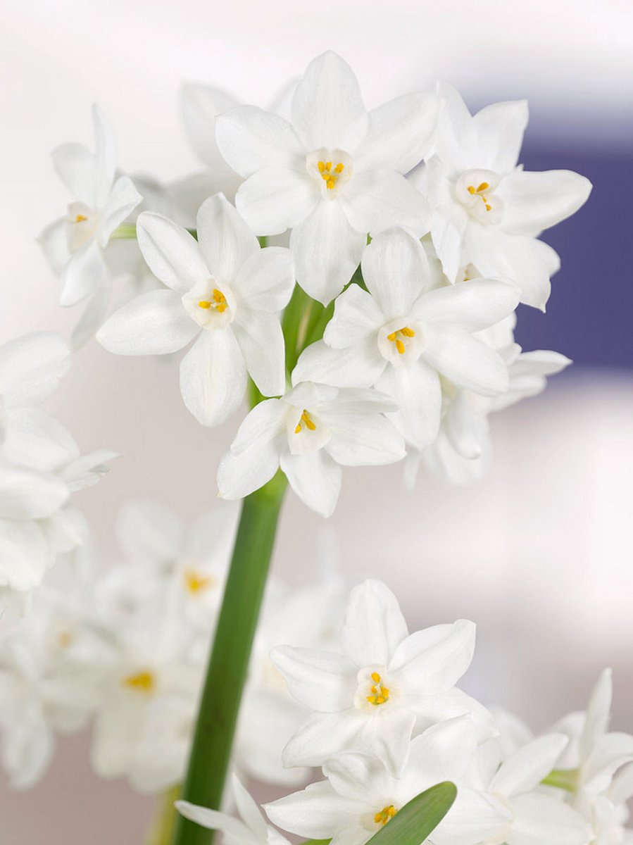 10x Narcissen 'Paperwhite ziva' - BULBi® Bloembollen met bloeigarantie
