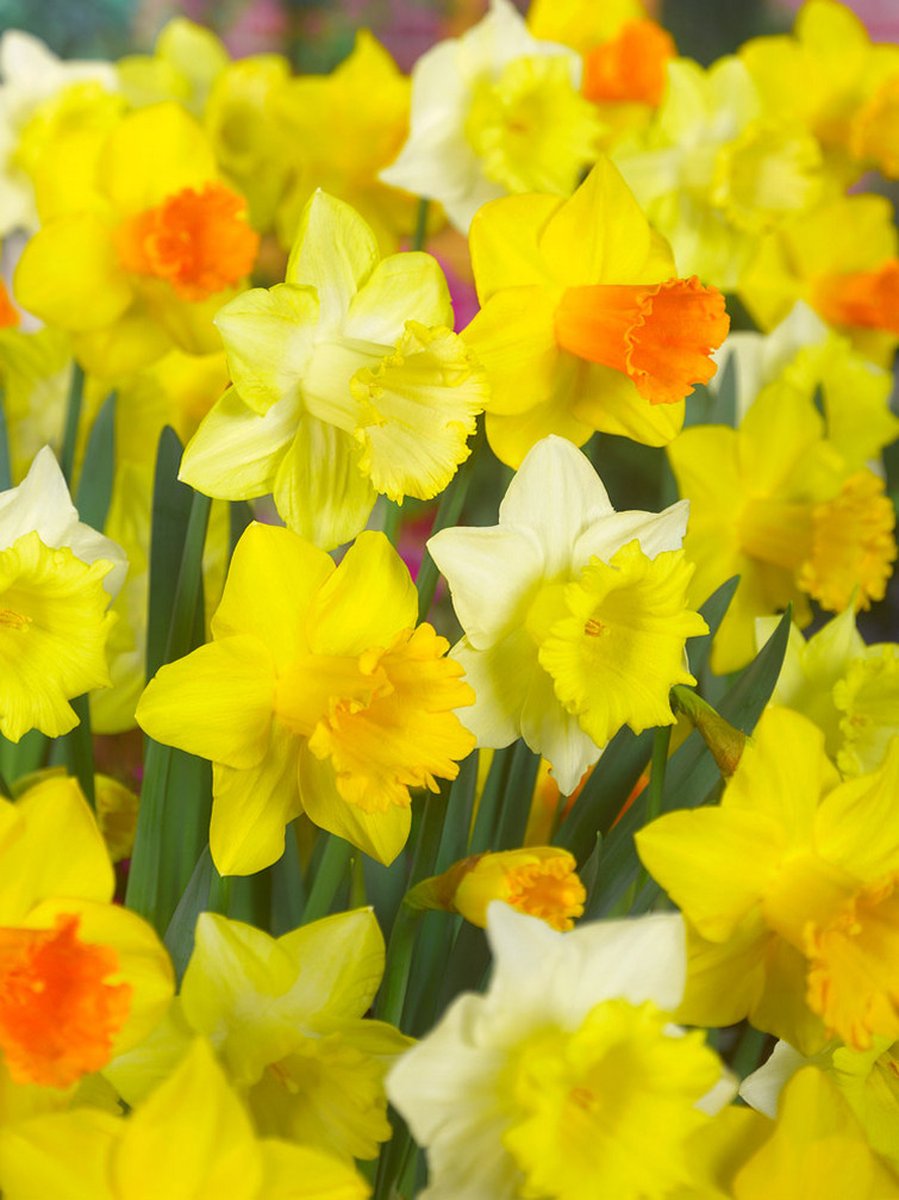 25x Narcissen 'Grootbloemig mix' - BULBi® Bloembollen met bloeigarantie