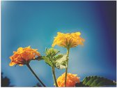 Poster Glanzend – Oranje en Gele Wisselbloemen voor Heldere Lucht Achtergrond - 80x60 cm Foto op Posterpapier met Glanzende Afwerking