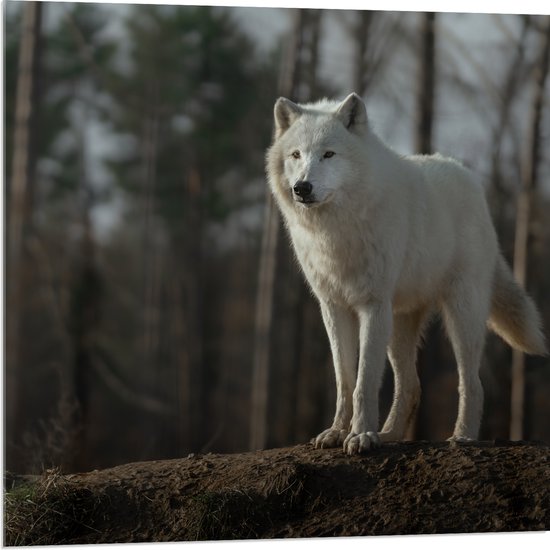 Acrylglas - Witte wolf staat op heuveltje voor bomen - 80x80 cm Foto op Acrylglas (Met Ophangsysteem)