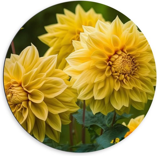 Dibond Muurcirkel - Grote Gele Dahlia Bloemen en Knoppen - 60x60 cm Foto op Aluminium Muurcirkel (met ophangsysteem)
