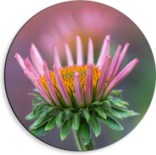 Dibond Muurcirkel - Zonnehoek bloem roze gekleurd met bladeren omhoog - 40x40 cm Foto op Aluminium Muurcirkel (met ophangsysteem)